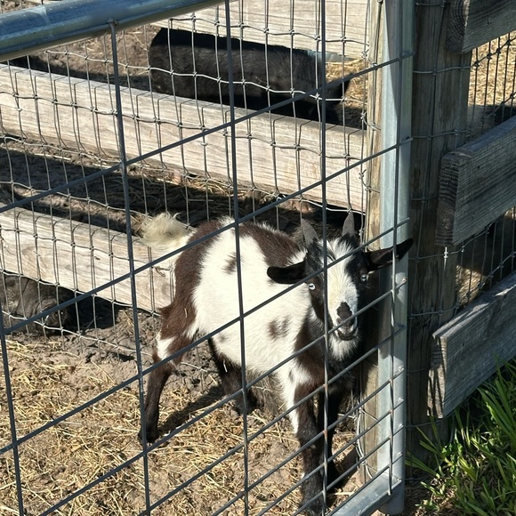 Meet your Posher, Linda - Picture 15 of 16